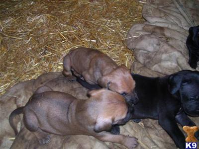 Puppies in WA